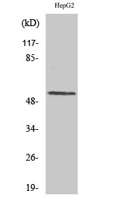 Cyclin L1 Antibody in Western Blot (WB)