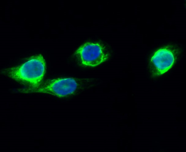 CYP2E1 Antibody in Immunocytochemistry (ICC/IF)