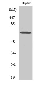 DDX52 Antibody in Western Blot (WB)