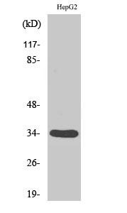 DHRS4 Antibody in Western Blot (WB)