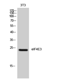 eIF4E3 Antibody in Western Blot (WB)