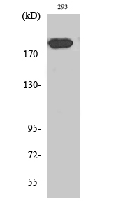 MRC2 Antibody in Western Blot (WB)