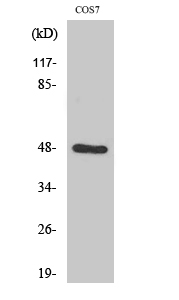 SH3GLB2 Antibody in Western Blot (WB)