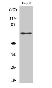 Epsin 2 Antibody in Western Blot (WB)