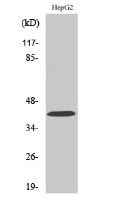 RIMKLB Antibody in Western Blot (WB)