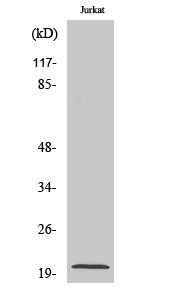 FGF22 Antibody in Western Blot (WB)