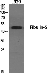 Fibulin 5 Antibody in Western Blot (WB)
