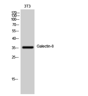 Galectin 8 Antibody in Western Blot (WB)