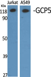 GCP5 Antibody in Western Blot (WB)