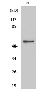 Glycerol kinase Antibody in Western Blot (WB)