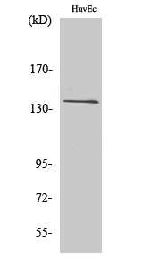 GPR126 Antibody in Western Blot (WB)