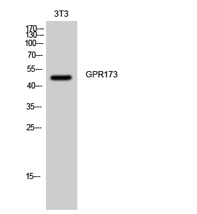 GPR173 Antibody in Western Blot (WB)