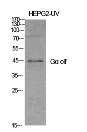 GNAL Antibody in Western Blot (WB)