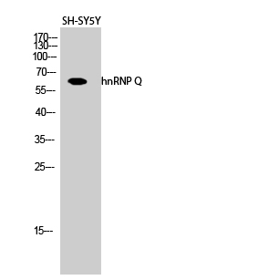 HnRNP Q Antibody in Western Blot (WB)