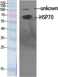HSP701L Antibody in Western Blot (WB)