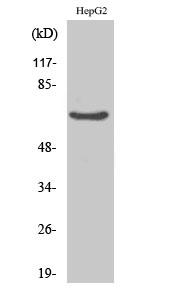 RED Antibody in Western Blot (WB)