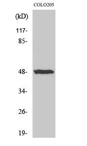 IL13RA1 Antibody in Western Blot (WB)