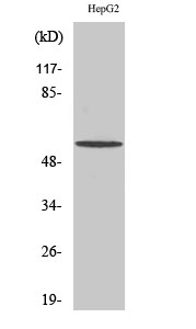 BAIAP2L1 Antibody in Western Blot (WB)