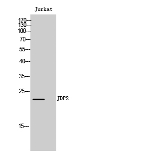 JDP2 Antibody in Western Blot (WB)