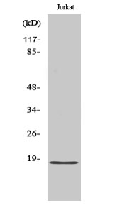PPP1R14C Antibody in Western Blot (WB)
