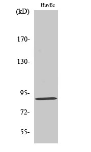 LGR6 Antibody in Western Blot (WB)