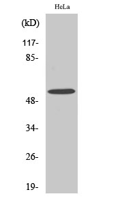 MLKL Antibody in Western Blot (WB)