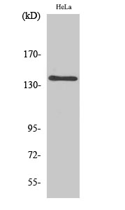 MOV10L1 Antibody in Western Blot (WB)