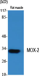 MEOX2 Antibody in Western Blot (WB)