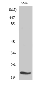 MRPL11 Antibody in Western Blot (WB)