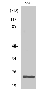 MRPL13 Antibody in Western Blot (WB)