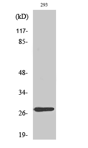 MRPL16 Antibody in Western Blot (WB)