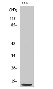 MRPS21 Antibody in Western Blot (WB)