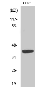 MRPS22 Antibody in Western Blot (WB)