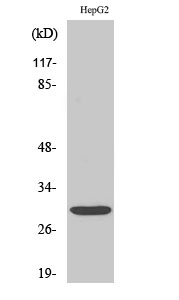 MYF6 Antibody in Western Blot (WB)