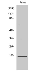 NMS Antibody in Western Blot (WB)