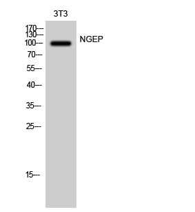 ANO7 Antibody in Western Blot (WB)