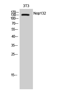 NOL8 Antibody in Western Blot (WB)