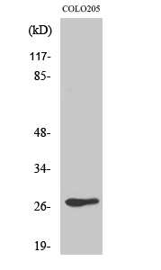 OR5D3 Antibody in Western Blot (WB)