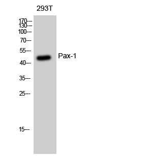 PAX1 Antibody in Western Blot (WB)