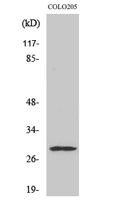 PEX11B Antibody in Western Blot (WB)