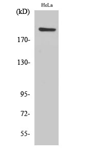 PHF3 Antibody in Western Blot (WB)