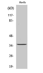TMBIM1 Antibody in Western Blot (WB)