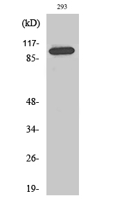 CDCA2 Antibody in Western Blot (WB)