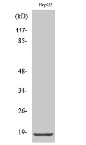 RPL12 Antibody in Western Blot (WB)
