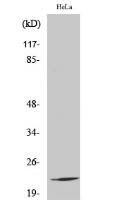 RPL17 Antibody in Western Blot (WB)