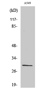 RPS8 Antibody in Western Blot (WB)