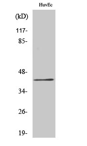 RRS1 Antibody in Western Blot (WB)