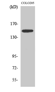 SLK Antibody in Western Blot (WB)