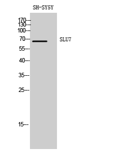 SLU7 Antibody in Western Blot (WB)