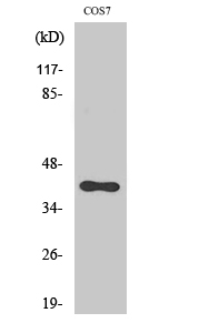 HTR1F Antibody in Western Blot (WB)